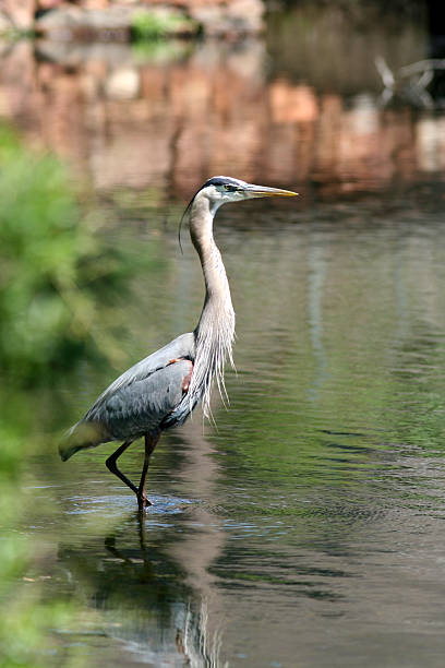 istock Great Blue Heron at the Lake 90388013