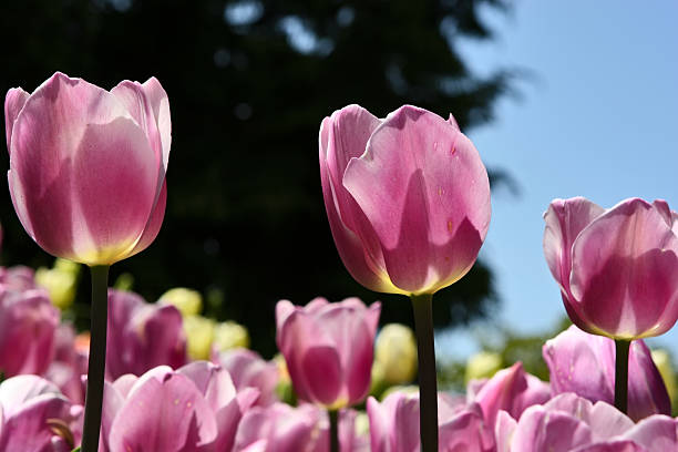 Bright Pink Tulips stock photo