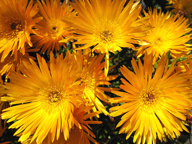 yellow ice plant, Delosperma nubigenum, flowers Hardy yellow ice plant,  delosperma nubigenum stock pictures, royalty-free photos & images