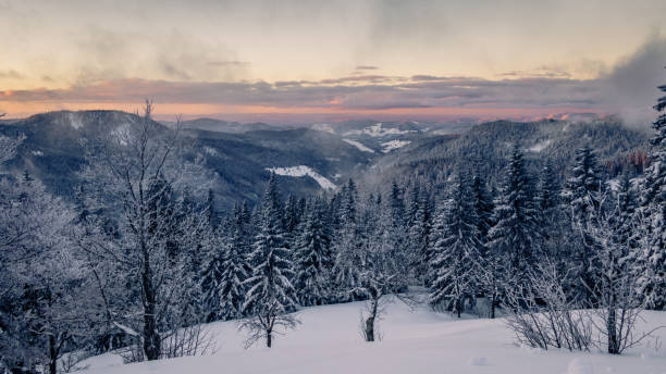 매우 차가운 검은 숲 이른 아침 보라색 태양 광선에 의해 예 열. - cross country skiing black forest germany winter 뉴스 사진 이미지