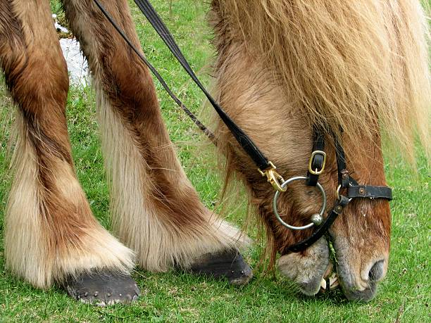 Icelandic horse eating grass