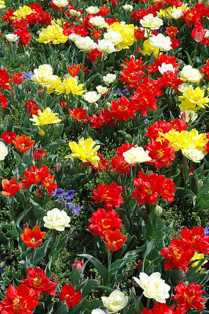Multi Colored Flower Garden - Ogden Temple stock photo
