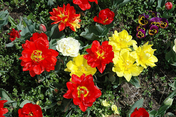 Multi Colored Flower Garden Closeup - Ogden Temple stock photo