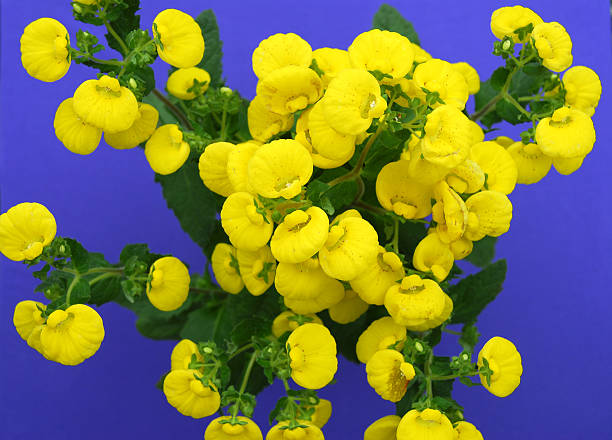 Slipper flower (Calceolaria) Calceolarias are a member of a large genus of annuals,perennials and shrubs native to Chile and Peru. The pouch-like flowers are shaped like little slippers. calceolaria stock pictures, royalty-free photos & images