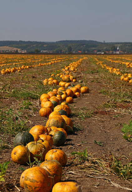istock Pumpkins On Field Against Clear Sky 903882228