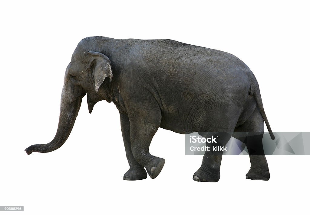 Elefante com Traçado de Recorte - Royalty-free Animal Foto de stock