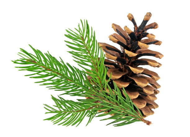 istock Pine cone and fir tree branch on a white background 903884470
