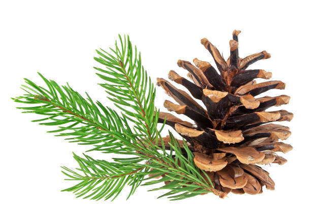 istock Pine cone and fir tree branch on a white background 903884472
