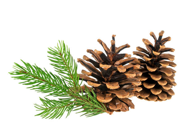 istock Pine cones and fir tree branch on a white background 903884488