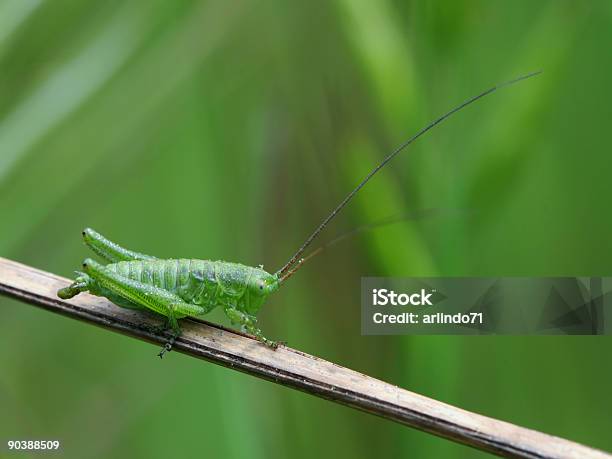 Verde Cricket - Fotografie stock e altre immagini di Aiuola - Aiuola, Animale nocivo, Arto inferiore animale
