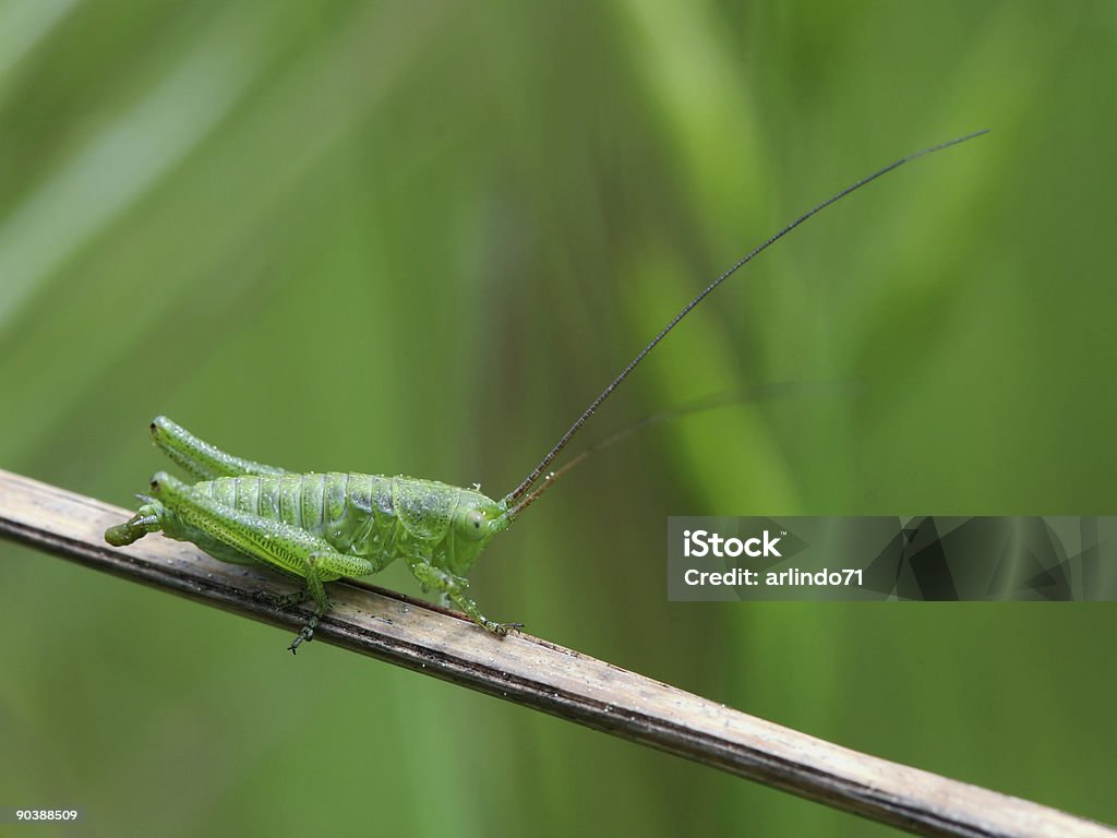 Green cricket - Zbiór zdjęć royalty-free (Bliski)