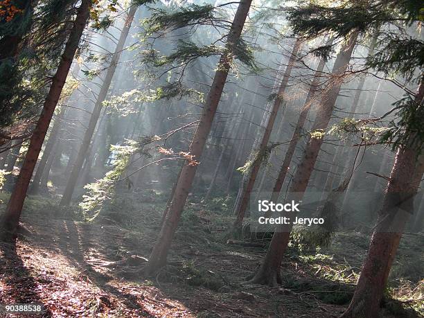 霧のかかった森 02 - かすみのストックフォトや画像を多数ご用意 - かすみ, オークの木, オーク林