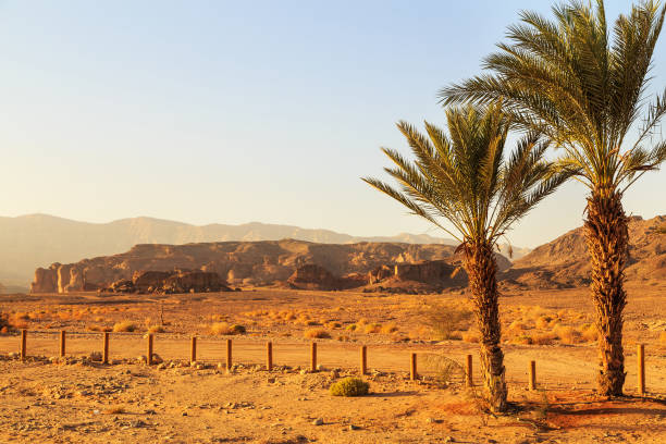 istock Panorama with palms in Timna Park 903885650