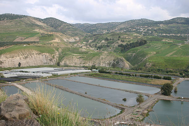 izrael alligator i ryby ponds - hamat gader zdjęcia i obrazy z banku zdjęć