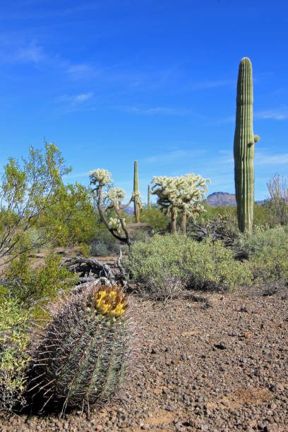 espécie de cacto diferente órgão da tubulação cacto m.n., arizona, eua - saguaro national monument - fotografias e filmes do acervo