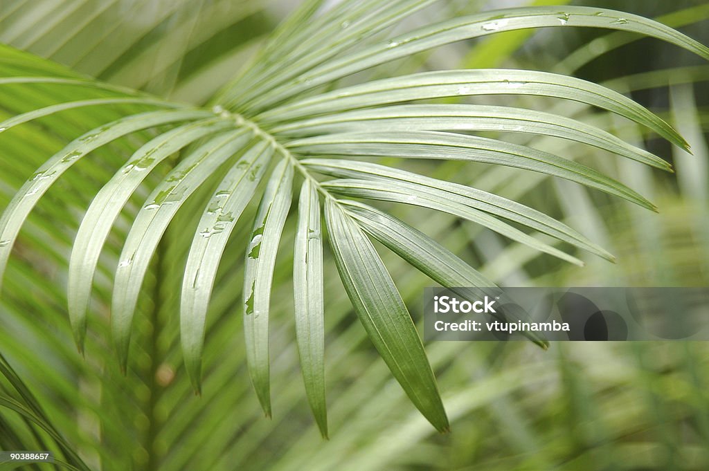 Botanico - Foto stock royalty-free di Acqua