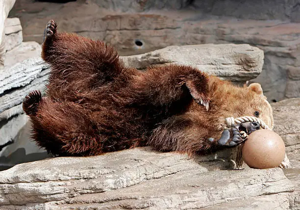 Photo of Grizzly Bear Having Fun with Ball