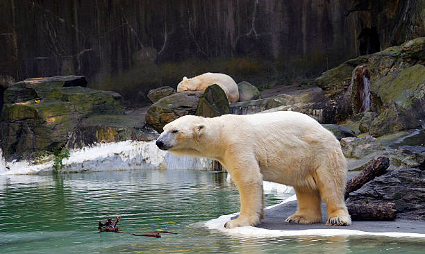 Orso polare - foto stock