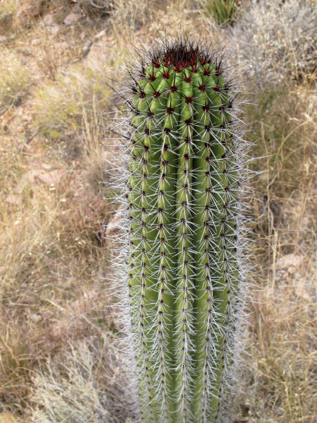 cactus em órgão pipe cactus m.n., arizona, eua - saguaro national monument - fotografias e filmes do acervo