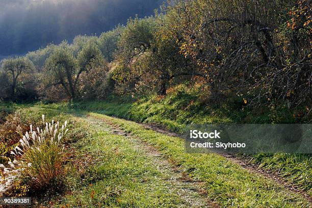 Orchard Path Stock Photo - Download Image Now - Apple Orchard, North Carolina - US State, Appalachia