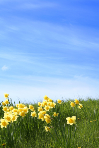 Field with wild daffodils and dandelions angainst blue sky. The summer is coming!