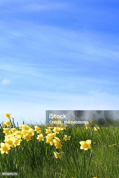 Verão Está Disponível - Fotografias de stock e mais imagens de Narciso - Flor - Narciso - Flor, Campo agrícola, Espaço para Texto