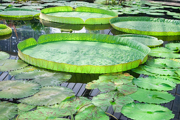 Giant Waterlilly  kew gardens stock pictures, royalty-free photos & images