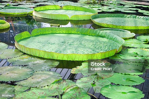 Giant Waterlilly Stock Photo - Download Image Now - Kew Gardens, Large, Water Lily
