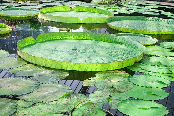 Photo of Giant Waterlilly