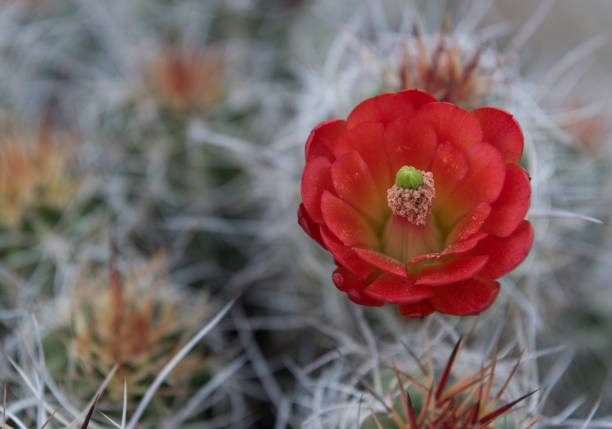 istock Claret Cup Cactus Flower with Bokeh Background 903896410