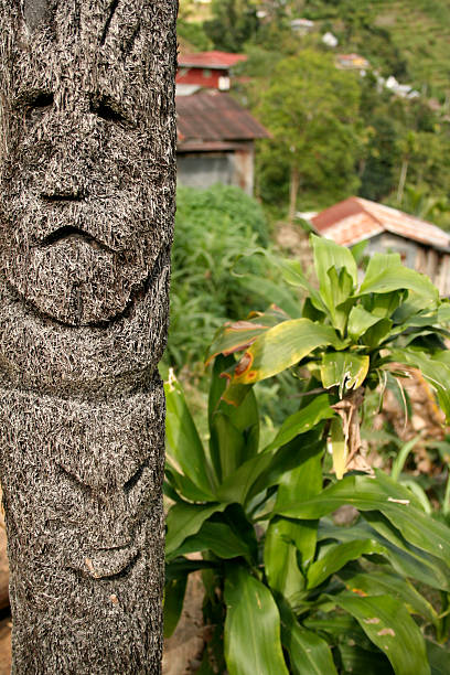 Flourishing staghorn fern in Port Macquarie