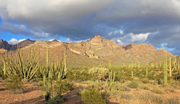 espécie de cacto diferente órgão da tubulação cacto m.n., arizona, eua - saguaro national monument - fotografias e filmes do acervo