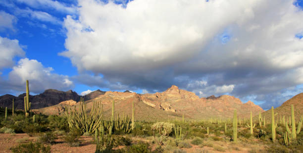 espécie de cacto diferente órgão da tubulação cacto m.n., arizona, eua - saguaro national monument - fotografias e filmes do acervo