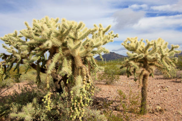 cacto de cadeia fruta cholla no órgão pipe cactus m.n., arizona, eua - saguaro national monument - fotografias e filmes do acervo