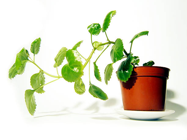 plant with leafs stock photo