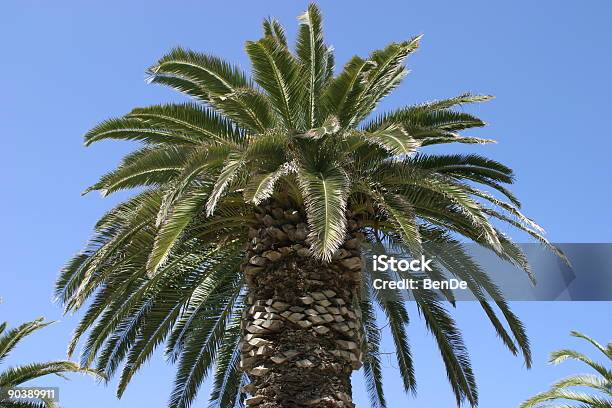 The Palm Stock Photo - Download Image Now - Africa, Beach, Color Image