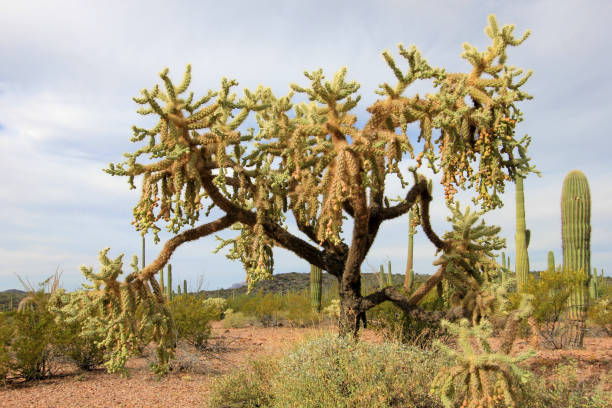 cacto de cadeia fruta cholla no órgão pipe cactus m.n., arizona, eua - saguaro national monument - fotografias e filmes do acervo