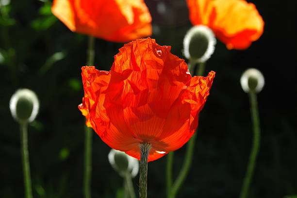 saludo artístico amapola - poppy oriental poppy plant spring fotografías e imágenes de stock