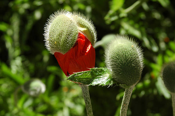 poppy bud - poppy oriental poppy plant spring fotografías e imágenes de stock