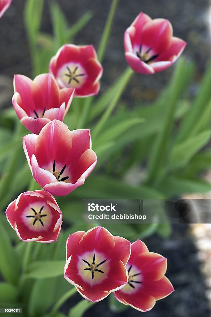 Bunten Strauß Tulpen - Lizenzfrei Ansicht aus erhöhter Perspektive Stock-Foto