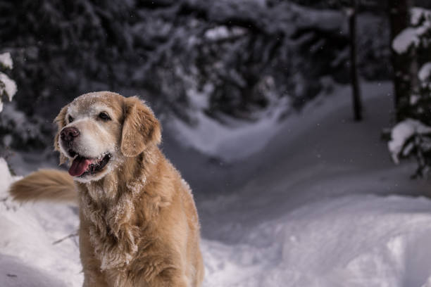istock Golden Retriever in Winter 903903806