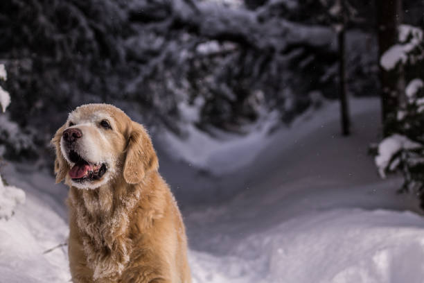 istock Golden Retriever in Winter 903903808