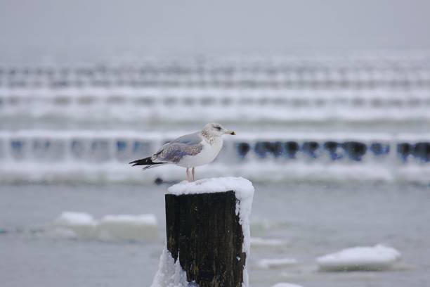 istock Seagull Perching On Wooden Post By Sea During Winter 903904482