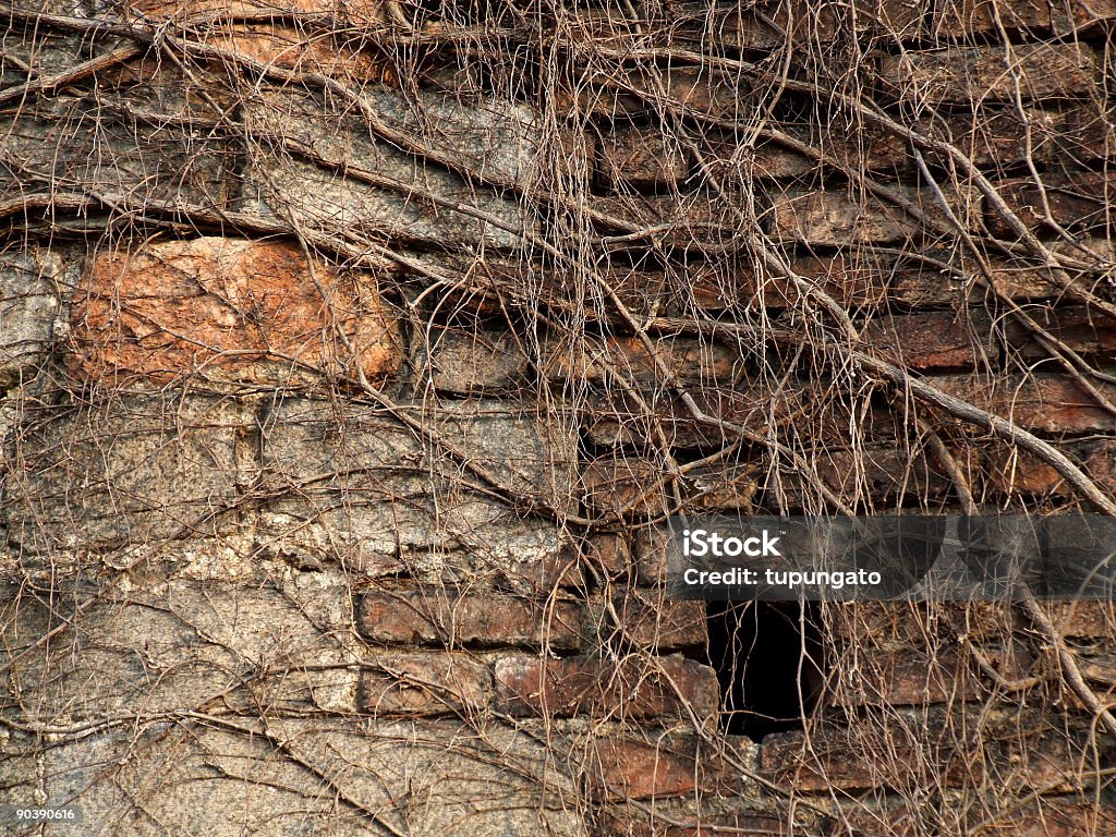 Dead ivy invierno cubierto de pared - Foto de stock de Agujero libre de derechos