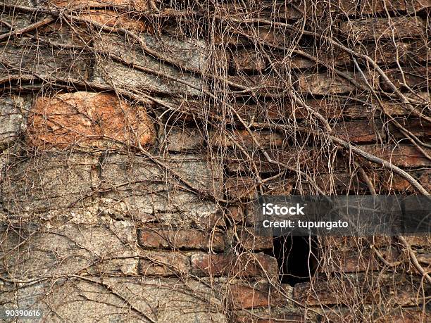 Dead Ivy Invierno Cubierto De Pared Foto de stock y más banco de imágenes de Agujero - Agujero, Arquitectura exterior, Casa