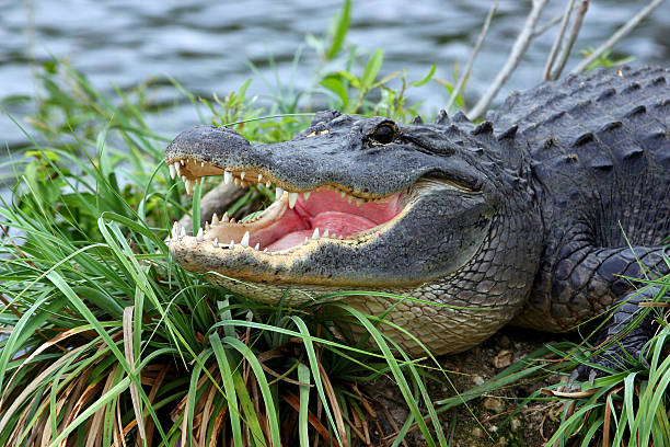 alligator - alligator photos et images de collection