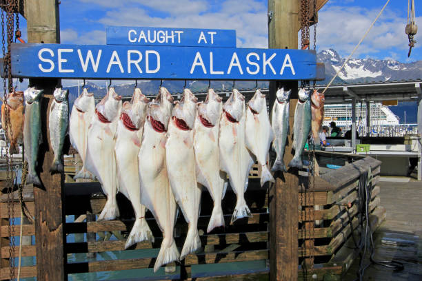 seward, alaska, usa, 18. juli 2014: die heilbutts gefangen bei seward alaska haken wurden für das wiegen in seward, alaska, usa am 18. juli 2014 - halibut flatfish fish hanging stock-fotos und bilder