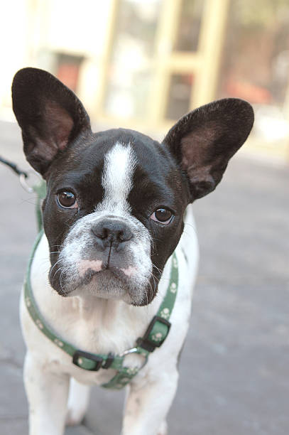 istock French bulldog puppy( Boston-terrier) 90390948