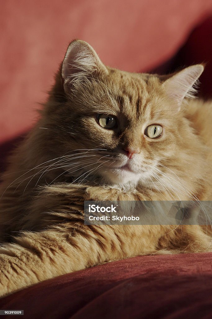 Gatto peloso - Foto stock royalty-free di Capelli lunghi