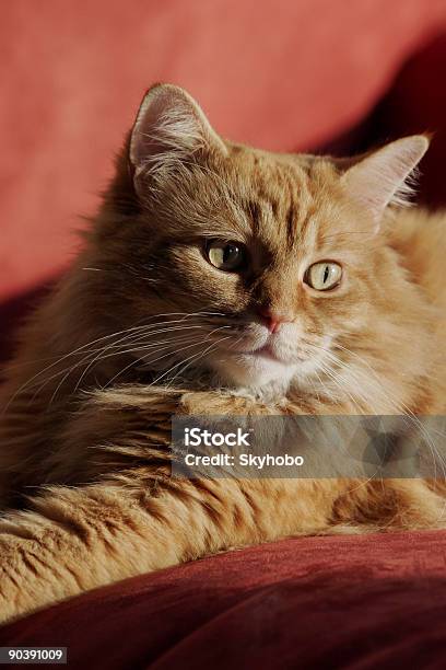 Gato Peludo - Fotografias de stock e mais imagens de Cabelo Comprido - Cabelo Comprido, Fotografia - Imagem, Gato Maine Coon